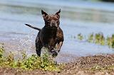 STAFFIE 160